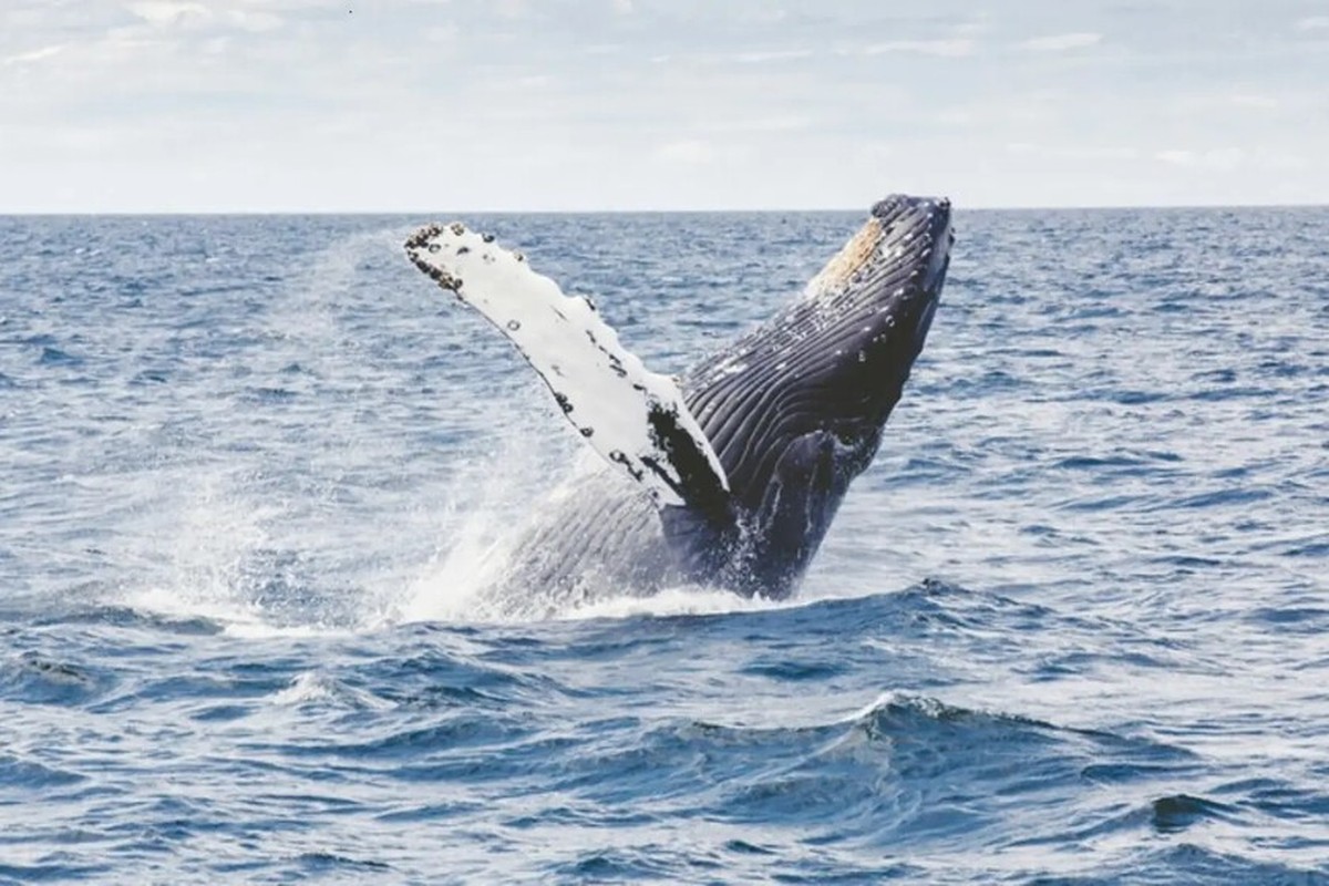 De Verbazingwekkende Ontdekking van de Lange Levensduur: Wat Kunnen We Leren van Walvissen?