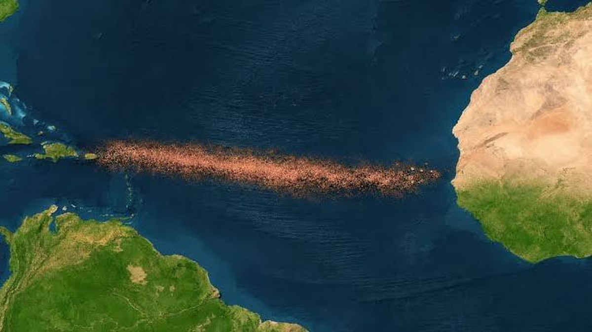 De Verrassende Groei van Sargasso in de Atlantische Oceaan: Wat U Moet Weten!