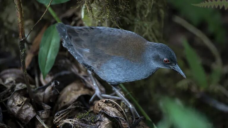 De Wonderbaarlijke Terugkeer van de Galapagos-Ralle op Floreana