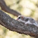 Ontdek de Fascinerende Wereld van Marmosa's in Argentinië