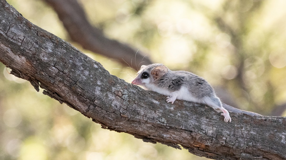 Ontdek de Fascinerende Wereld van Marmosa's in Argentinië