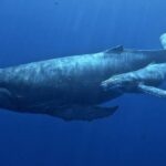 Ontdek de Geheimen van Langleven: Wat Dieren Ons Kunnen Leren