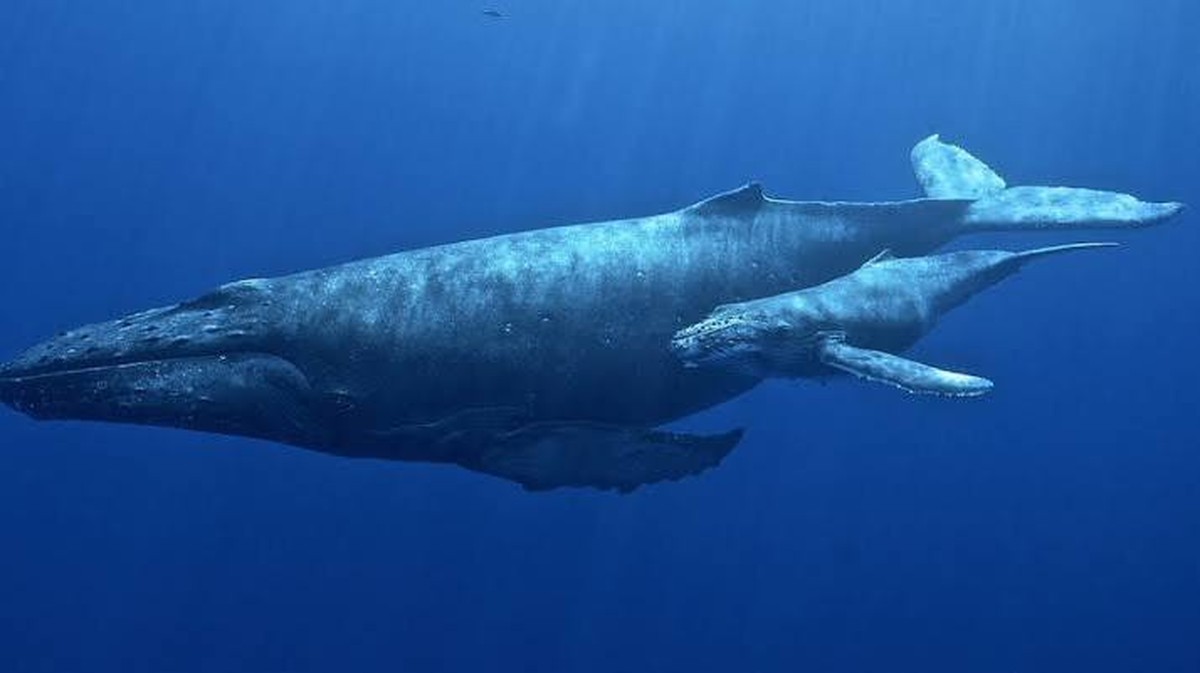 Ontdek de Geheimen van Langleven: Wat Dieren Ons Kunnen Leren