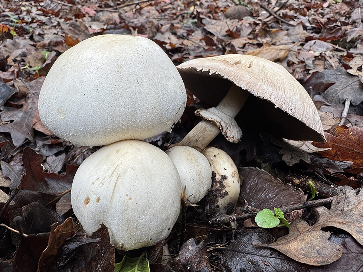 Ontdek de Natuur: Unieke Wandeling met Cal Fire in Jackson Demonstration State Forest!