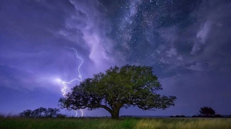 Ontdek de Ongelooflijke Verbeteringen van een Boom die Bliksem Omarmt in Panama!