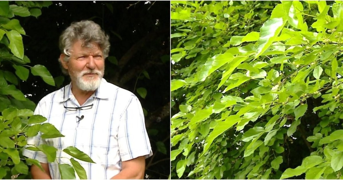 Ontdek de Verbazingwekkende Voordelen van Moerbeibomen in uw Tuin!