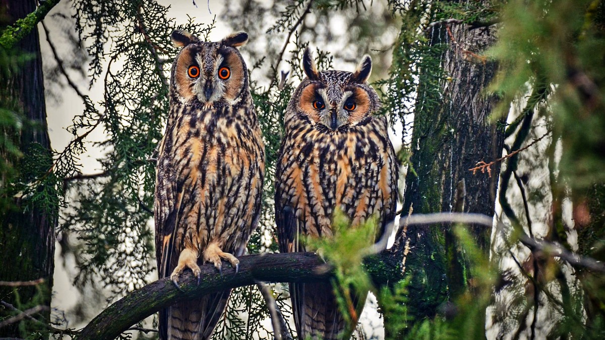 Ontdek de Verbazingwekkende Wereld van Onze Huismus en Meer!