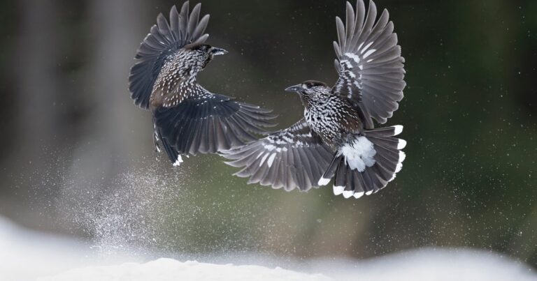 Ontdek de Verbazingwekkende Ruimtelijke Geheugen van de Gewone Notenkraker