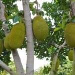 Ontdek de Verbazingwekkende Voordelen van de Jackfruit!
