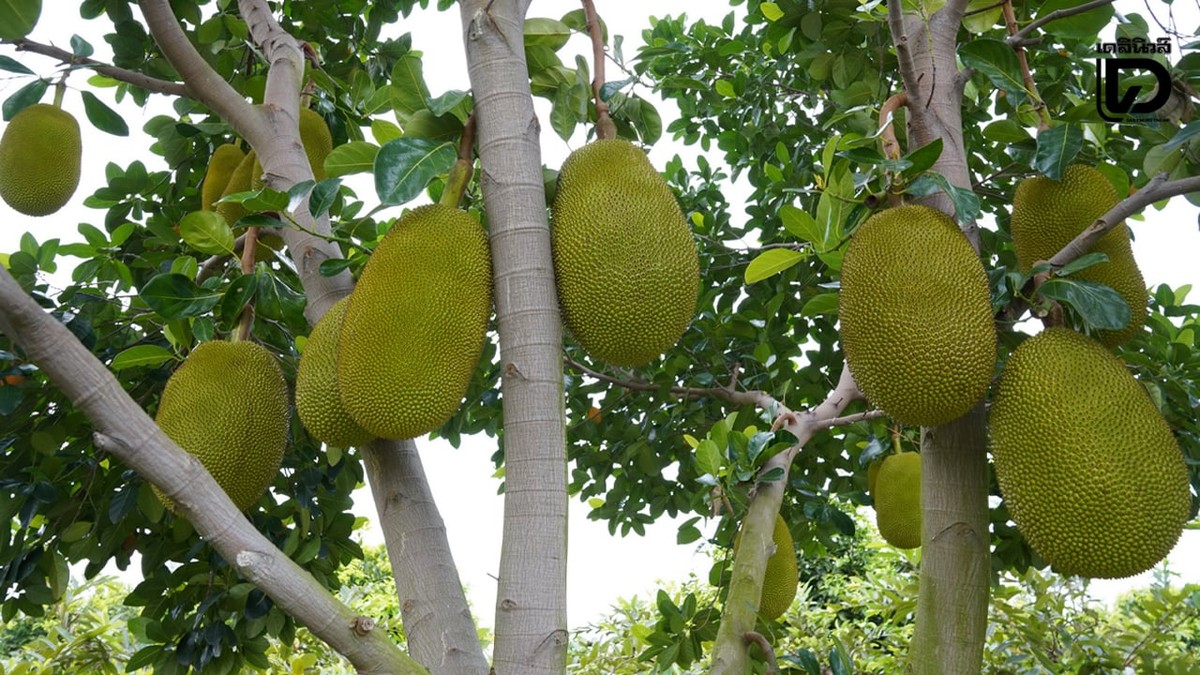 Ontdek de Verbazingwekkende Voordelen van de Jackfruit!
