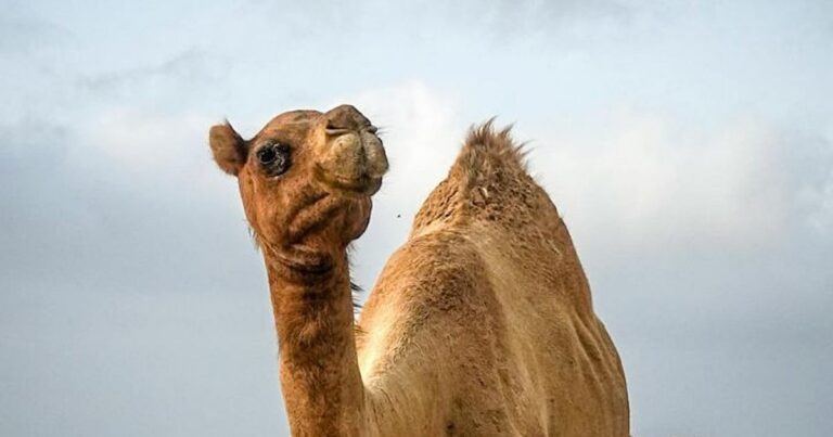 Ontdek het Geheim van de Woestijnschepen: Hoe Kameleons Water Behouden!