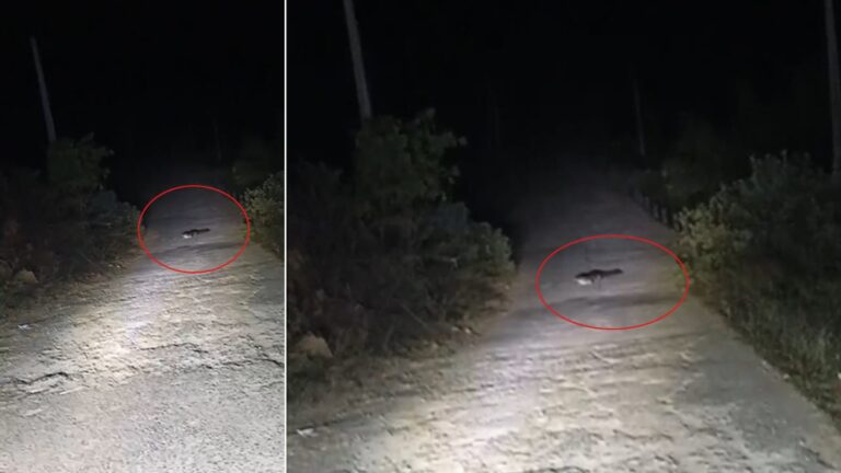 Ontdek Het Onverwachte: Krokodil Op De Weg In Telangana!