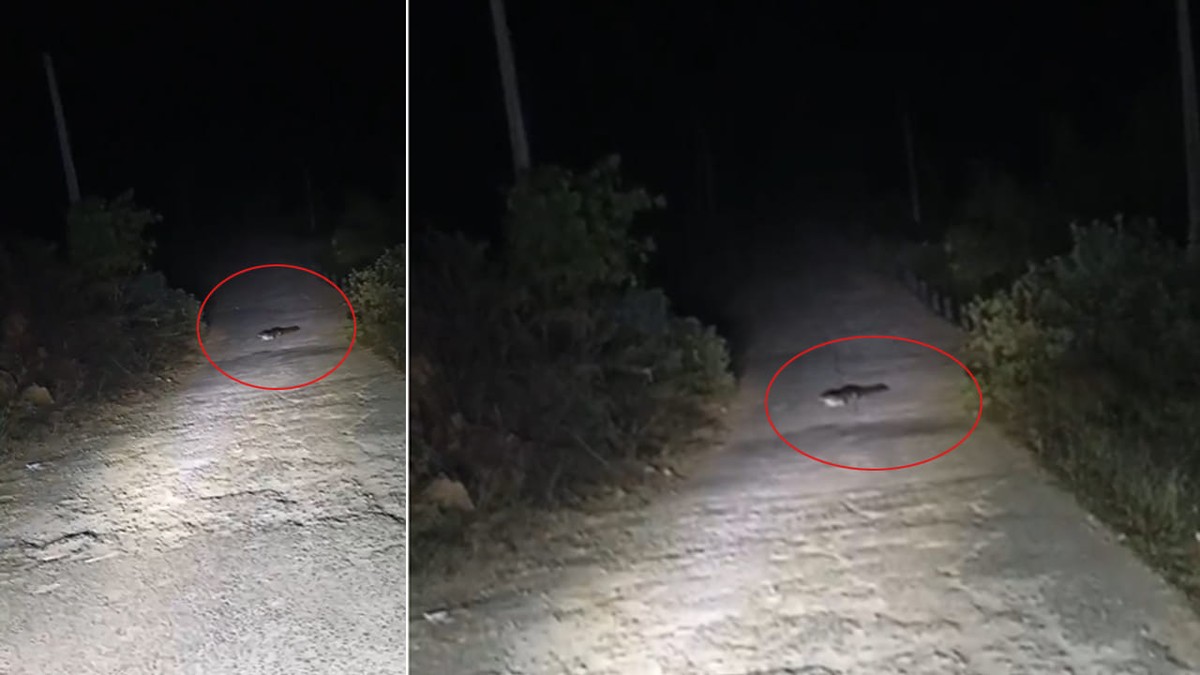 Ontdek Het Onverwachte: Krokodil Op De Weg In Telangana!