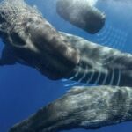 Ontdek het Verbazingwekkende "Taal" van de Kaskelot