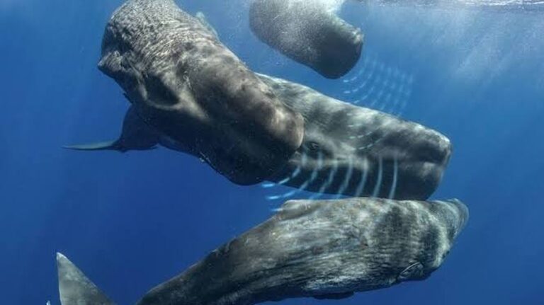 Ontdek het Verbazingwekkende "Taal" van de Kaskelot