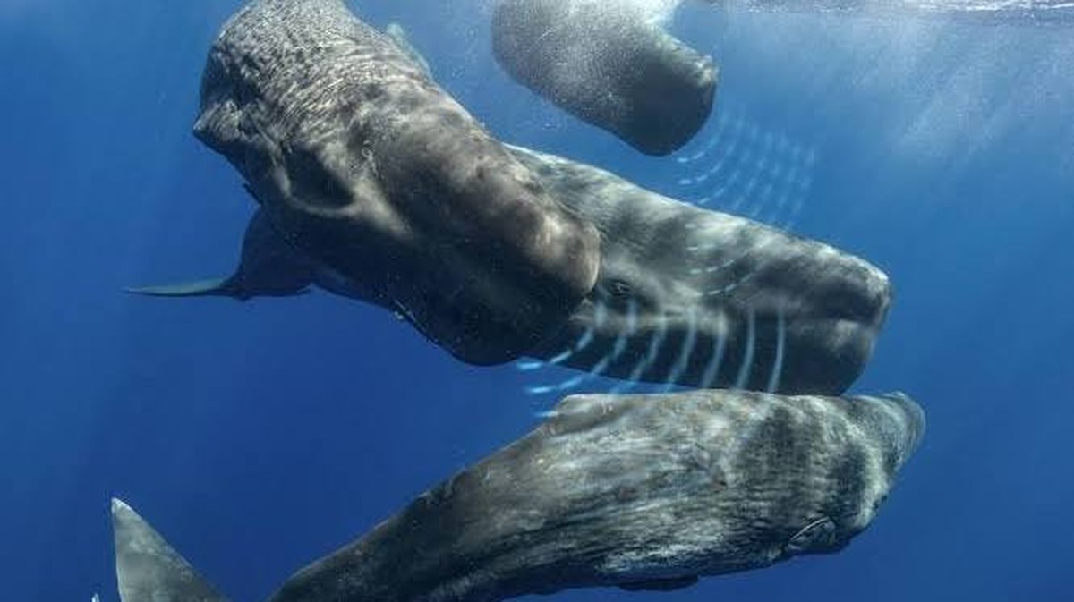 Ontdek het Verbazingwekkende "Taal" van de Kaskelot