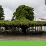 Ontdek het Verhaal van de 75-Jarige Cedrus die de Titel 'Boom van het Jaar' Wint!