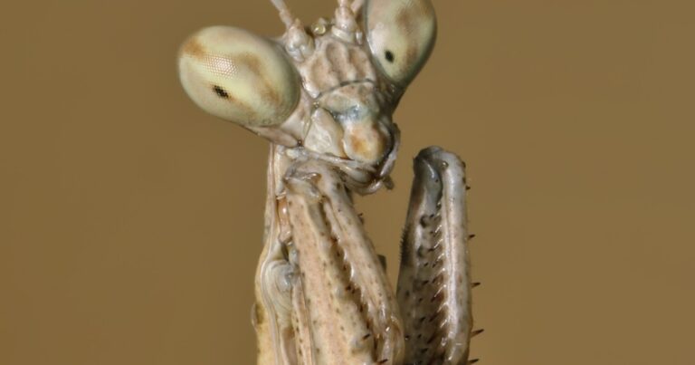 Ontdekking van de Slangstaart Sprinkhaan: Een Verrassende Dans om te Overleven!