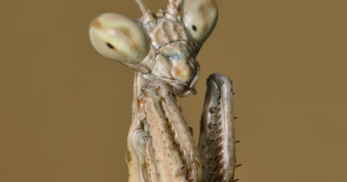 Ontdekking van de Slangstaart Sprinkhaan: Een Verrassende Dans om te Overleven!