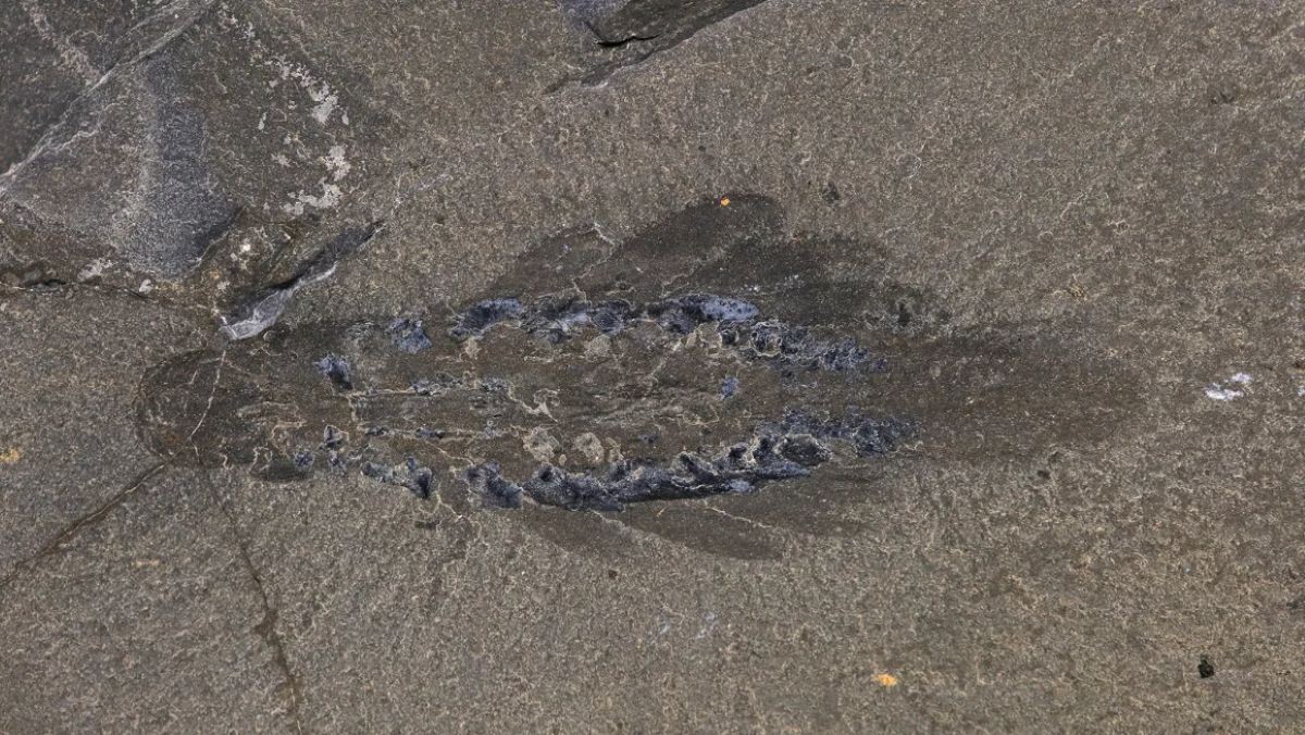 Ontdekking van een Unieke Zeedier: Mosra Fentoni, de Eerste van zijn Soort!