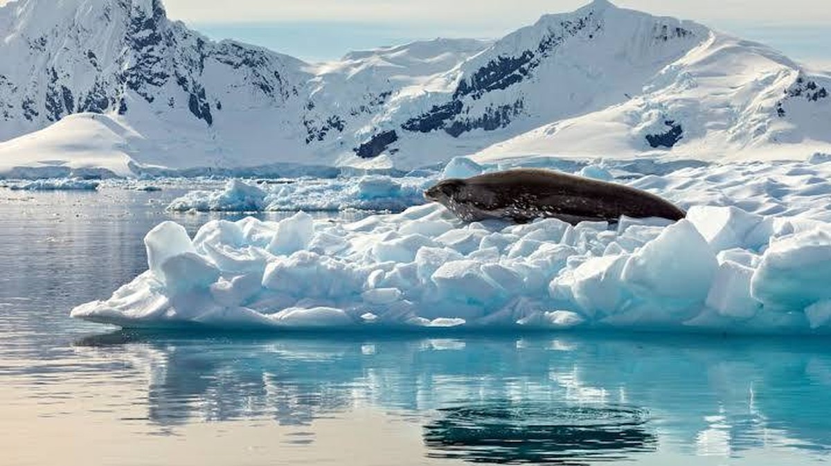 Ontdekking van Onbekende Zeedieren in de Antartis: Wetenschappers Stuiten op Verbazingwekkende Soorten!