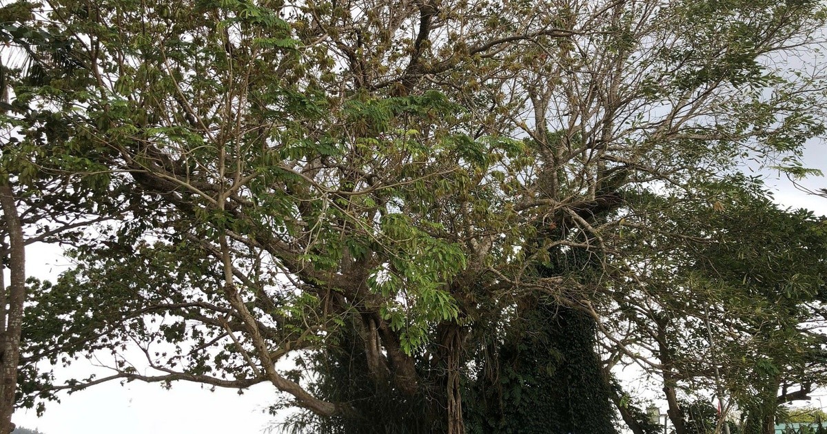 Oude boom van 300 jaar in Vietnam erkend als nationaal erfgoed!