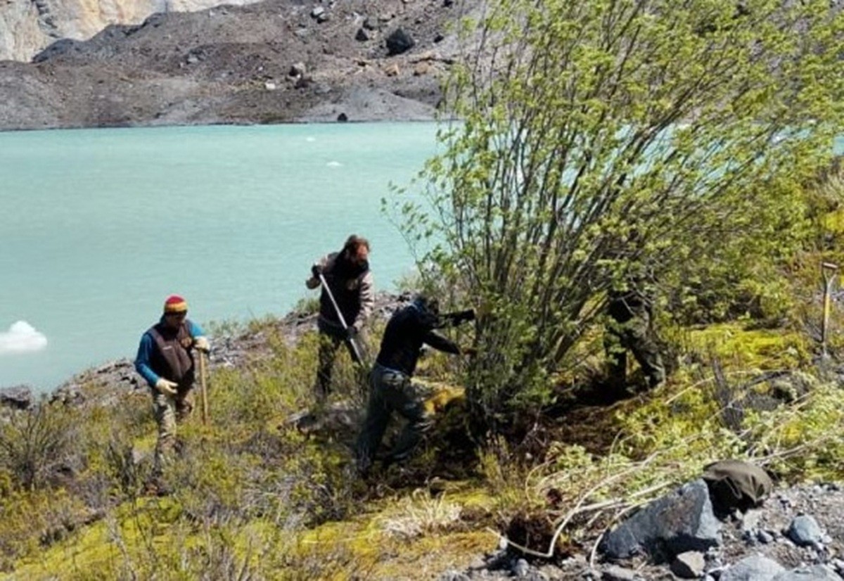 Reddingsactie in Bariloche: Oorlog tegen Invasieve Sauzen voor een Gezond Ecosysteem