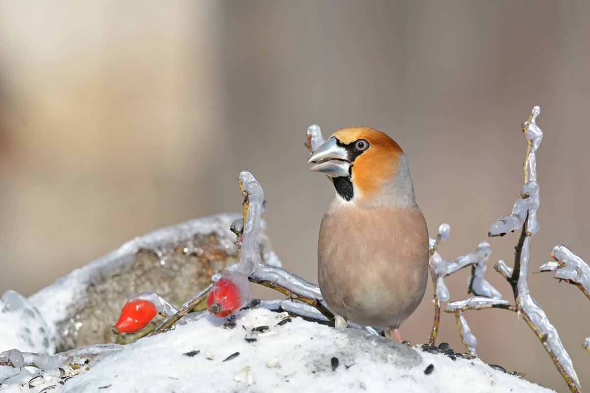 Tel de Vogels en Ontdek de Verrassingen van de Natuur!