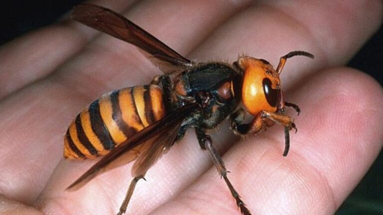 Waarschuwing Voor De Aankomst Van De Dodelijke Aziatische Wesp in Málaga!